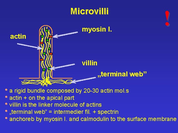 Microvilli actin myosin I. ! villin „terminal web” • a rigid bundle composed by