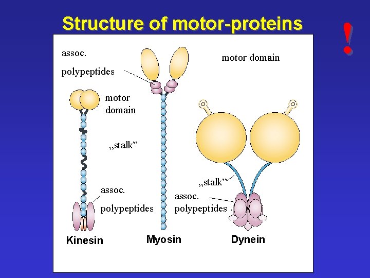 Structure of motor-proteins assoc. motor domain polypeptides motor domain „stalk” assoc. polypeptides Kinesin „stalk”