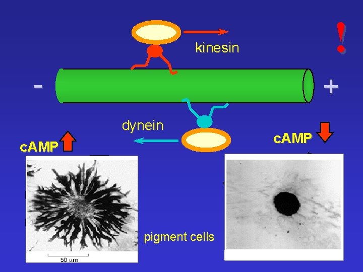 ! kinesin - + dynein c. AMP pigment cells c. AMP 