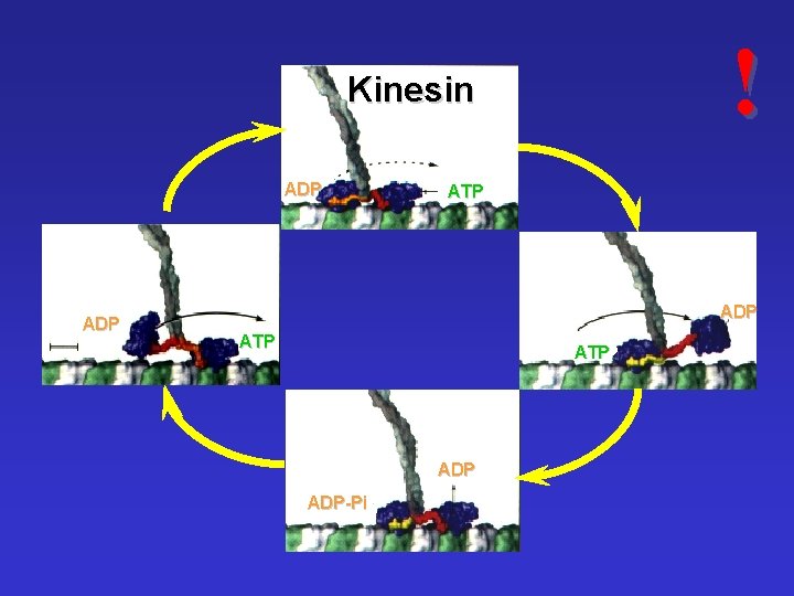 ! Kinesin ADP ATP ADP-Pi 