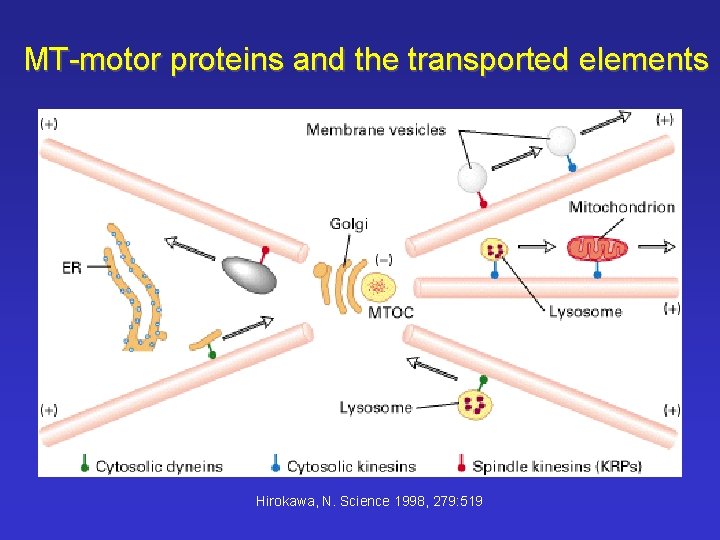 MT-motor proteins and the transported elements (Hirokawa, N. Science 1998, 279: 519 