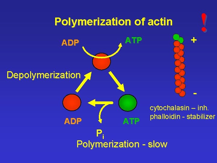 Polymerization of actin ADP ATP ! + Depolymerization ADP ATP cytochalasin – inh. phalloidin
