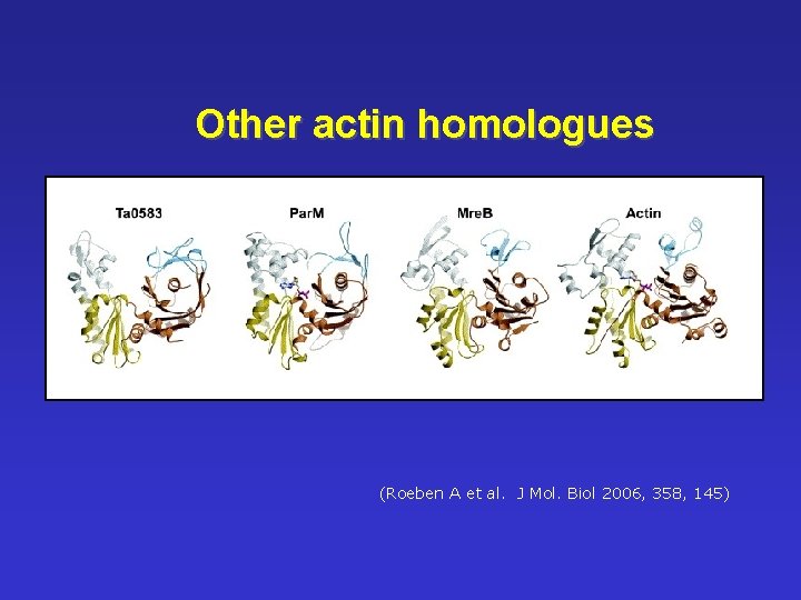 Other actin homologues ((Roeben A et al. J Mol. Biol 2006, 358, 145) 