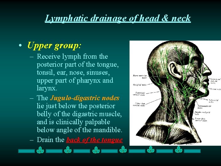 Lymphatic drainage of head & neck • Upper group: – Receive lymph from the Lymphatic drainage of head & neck • Upper group: – Receive lymph from the