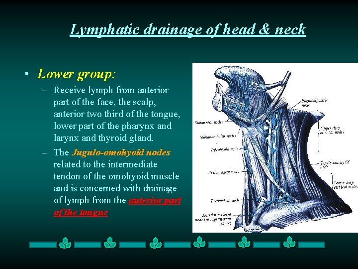 Lymphatic drainage of head & neck • Lower group: – Receive lymph from anterior Lymphatic drainage of head & neck • Lower group: – Receive lymph from anterior