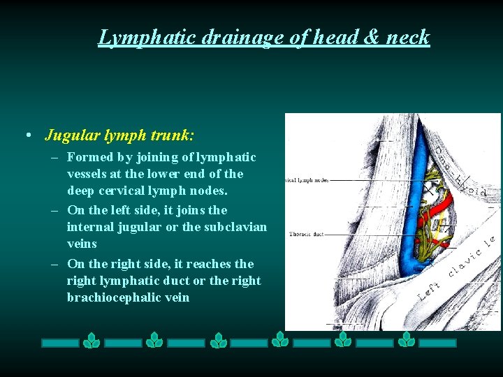 Lymphatic drainage of head & neck • Jugular lymph trunk: – Formed by joining Lymphatic drainage of head & neck • Jugular lymph trunk: – Formed by joining