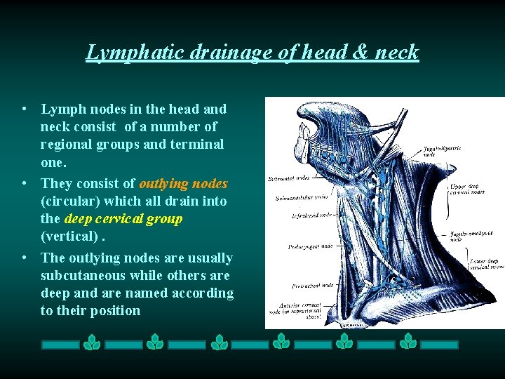 Lymphatic drainage of head & neck • Lymph nodes in the head and neck Lymphatic drainage of head & neck • Lymph nodes in the head and neck