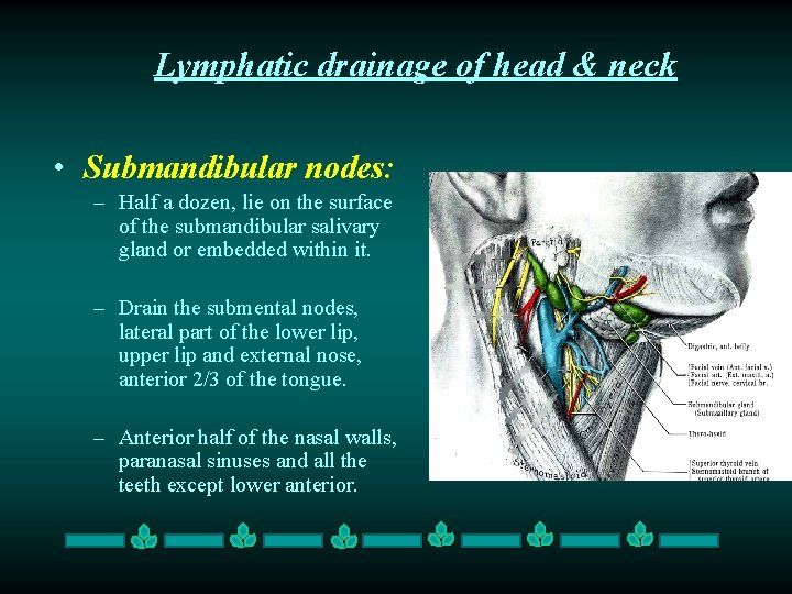 Lymphatic drainage of head & neck • Submandibular nodes: – Half a dozen, lie Lymphatic drainage of head & neck • Submandibular nodes: – Half a dozen, lie