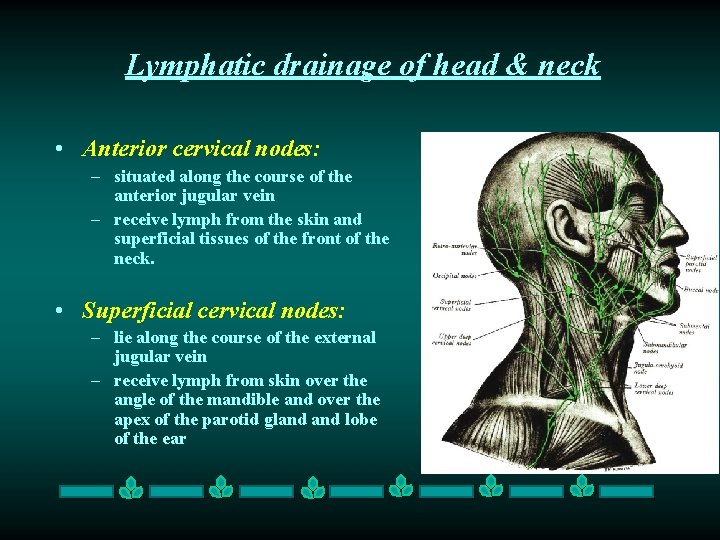 Lymphatic drainage of head & neck • Anterior cervical nodes: – situated along the Lymphatic drainage of head & neck • Anterior cervical nodes: – situated along the