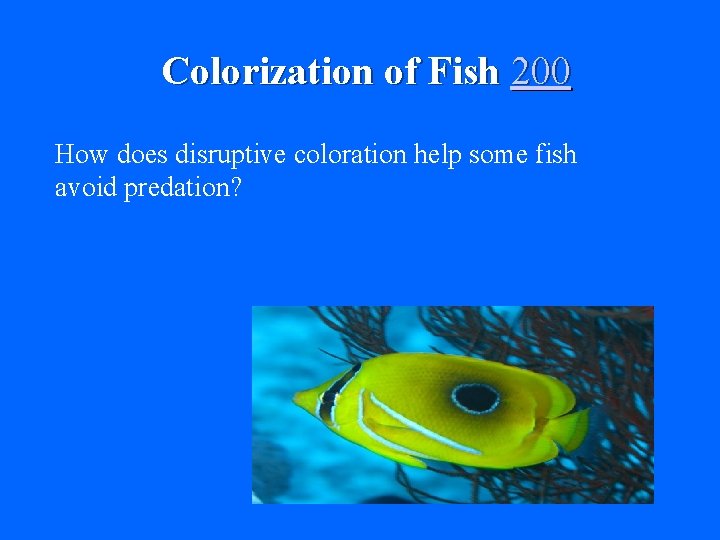 Colorization of Fish 200 How does disruptive coloration help some fish avoid predation? 