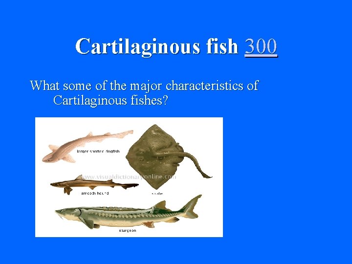 Cartilaginous fish 300 What some of the major characteristics of Cartilaginous fishes? 