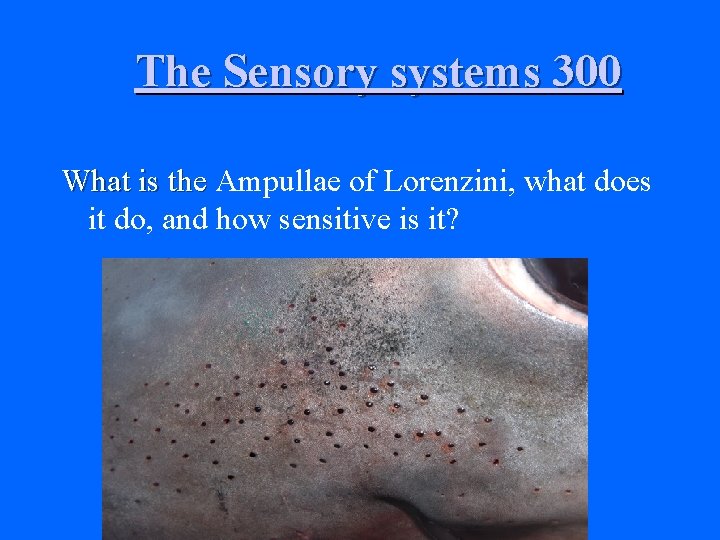 The Sensory systems 300 What is the Ampullae of Lorenzini, what does it do,