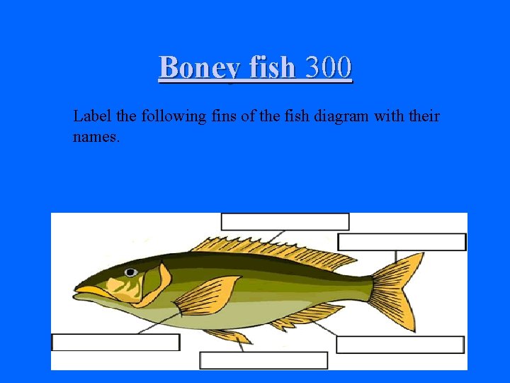 Boney fish 300 Label the following fins of the fish diagram with their names.