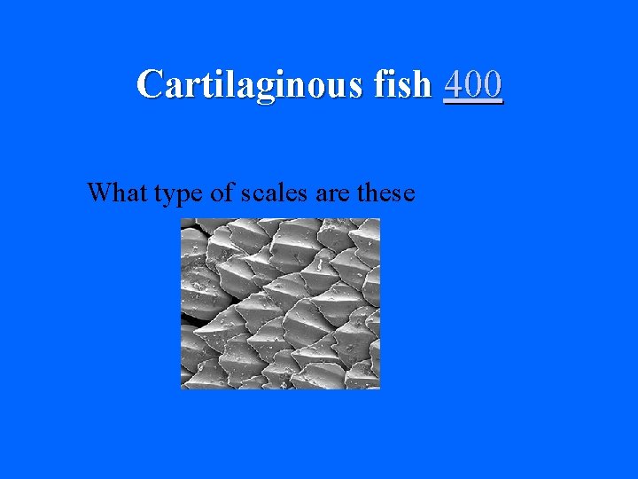 Cartilaginous fish 400 What type of scales are these 