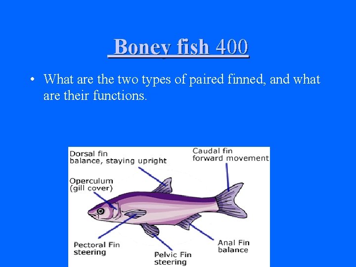 Boney fish 400 • What are the two types of paired finned, and what