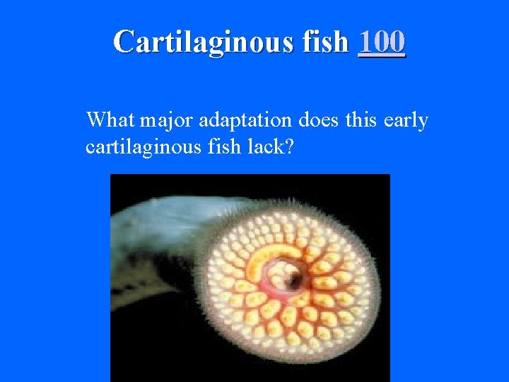 Cartilaginous fish 100 What major adaptation does this early cartilaginous fish lack? 