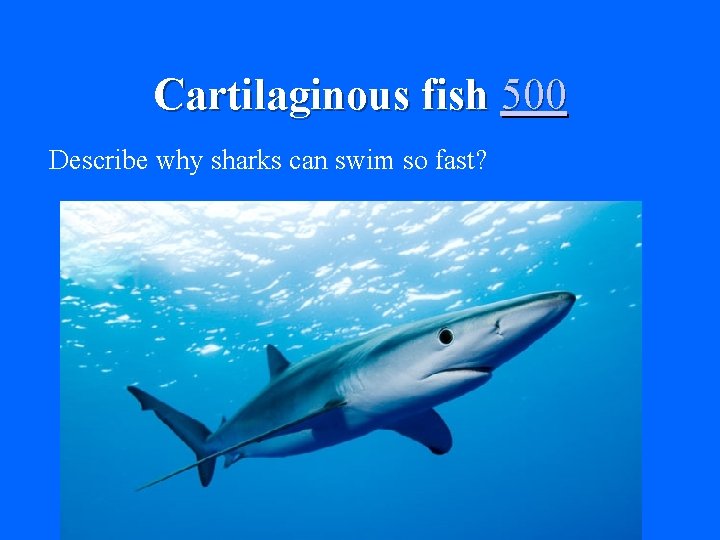 Cartilaginous fish 500 Describe why sharks can swim so fast? 