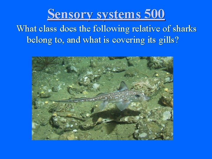 Sensory systems 500 What class does the following relative of sharks belong to, and