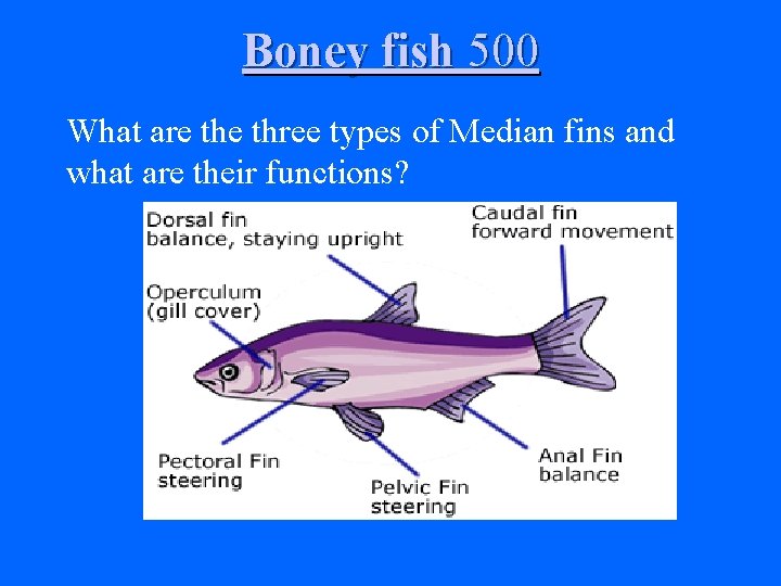 Boney fish 500 What are the three types of Median fins and what are