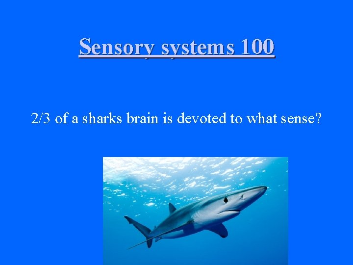 Sensory systems 100 2/3 of a sharks brain is devoted to what sense? 