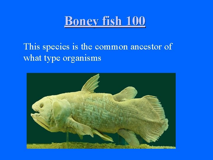 Boney fish 100 This species is the common ancestor of what type organisms 