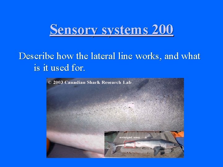 Sensory systems 200 Describe how the lateral line works, and what is it used