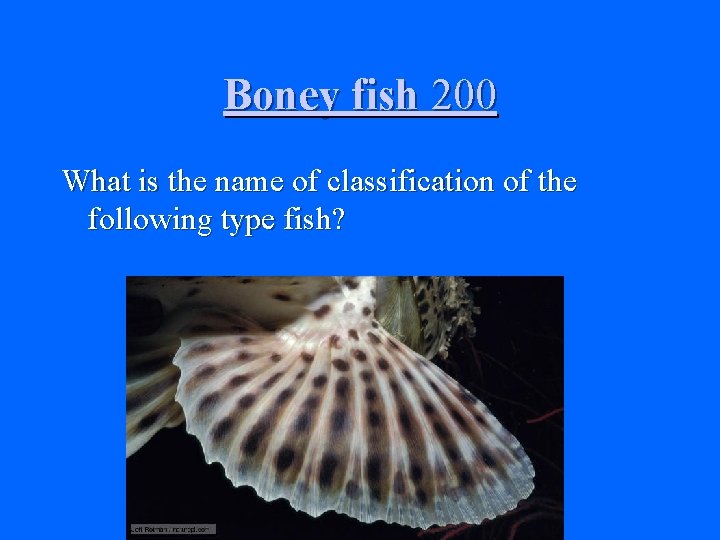 Boney fish 200 What is the name of classification of the following type fish?