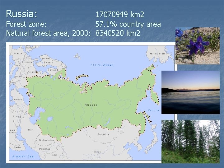 Russia: 17070949 km 2 Forest zone: 57. 1% country area Natural forest area, 2000: