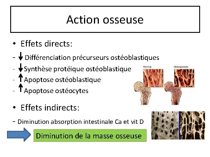 Action osseuse • Effets directs: - Différenciation précurseurs ostéoblastiques - Synthèse protéique ostéoblastique Apoptose