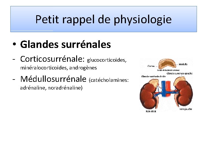 Petit rappel de physiologie • Glandes surrénales - Corticosurrénale: glucocorticoides, minéralocorticoides, androgènes - Médullosurrénale