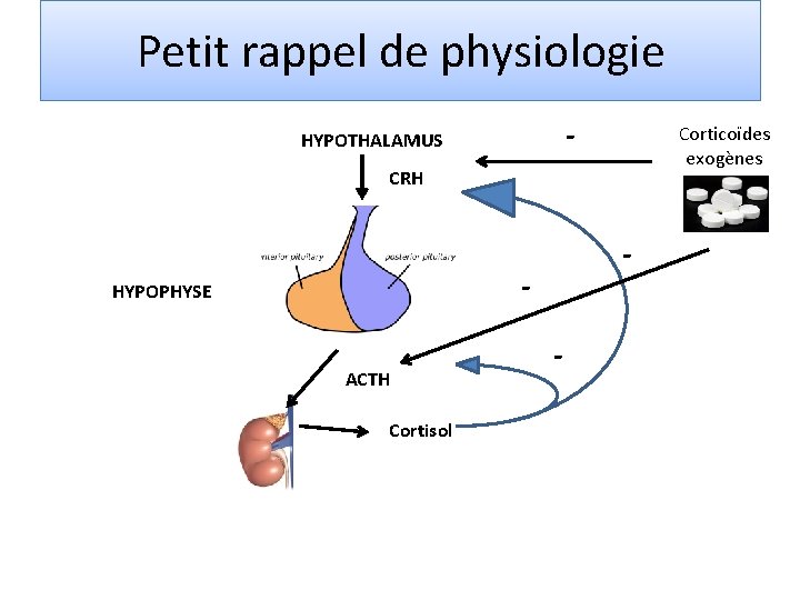 Petit rappel de physiologie - HYPOTHALAMUS Corticoïdes exogènes CRH - - HYPOPHYSE ACTH Cortisol