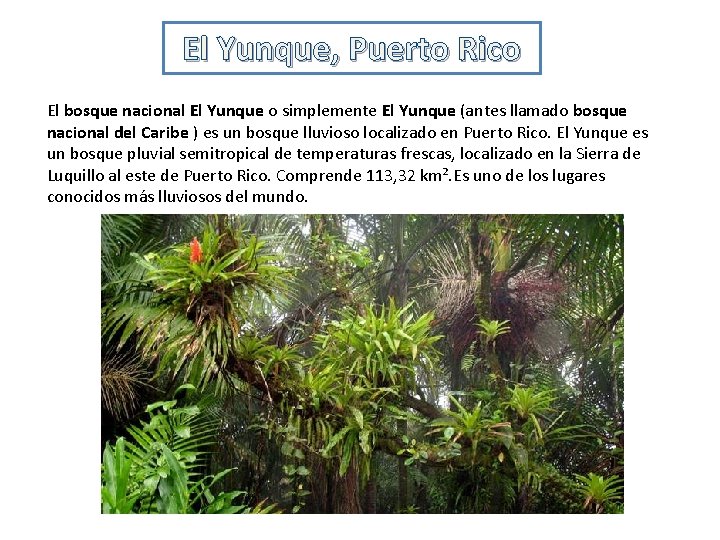 El Yunque, Puerto Rico El bosque nacional El Yunque o simplemente El Yunque (antes