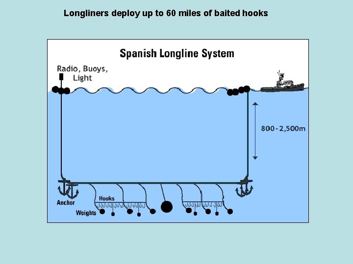 Longliners deploy up to 60 miles of baited hooks 