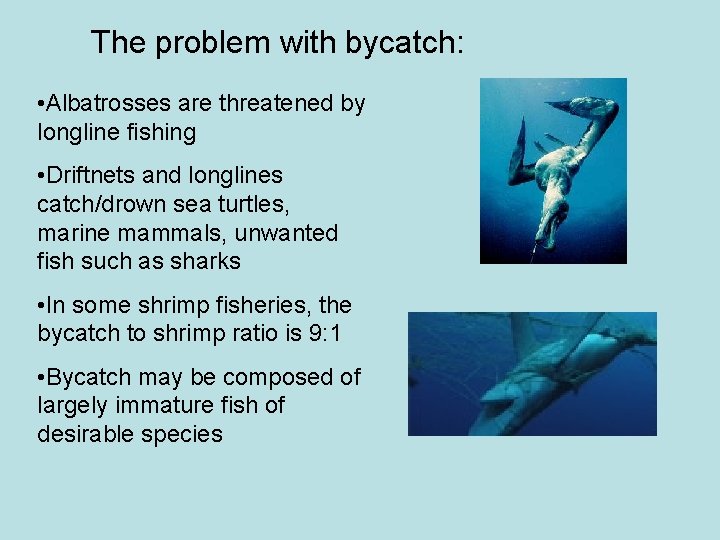 The problem with bycatch: • Albatrosses are threatened by longline fishing • Driftnets and