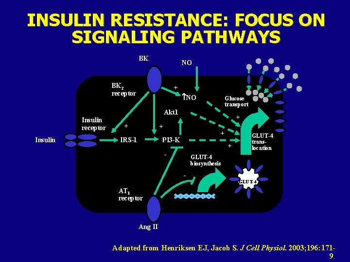 INSULIN RESISTANCE: FOCUS ON SIGNALING PATHWAYS BK NO BK 2 receptor + NO Glucose