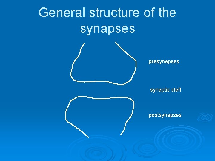 General structure of the synapses presynapses synaptic cleft postsynapses General structure of the synapses presynapses synaptic cleft postsynapses