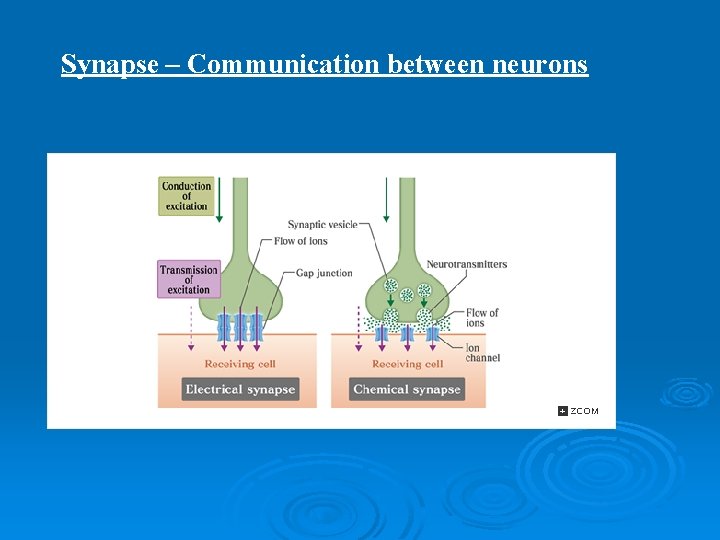 Synapse – Communication between neurons Synapse – Communication between neurons