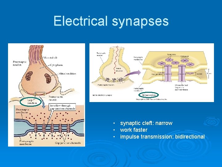 Electrical synapses • synaptic cleft: narrow • work faster • impulse transmission: bidirectional Electrical synapses • synaptic cleft: narrow • work faster • impulse transmission: bidirectional