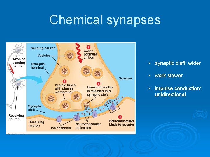 Chemical synapses • synaptic cleft: wider • work slower • impulse conduction: unidirectional Chemical synapses • synaptic cleft: wider • work slower • impulse conduction: unidirectional