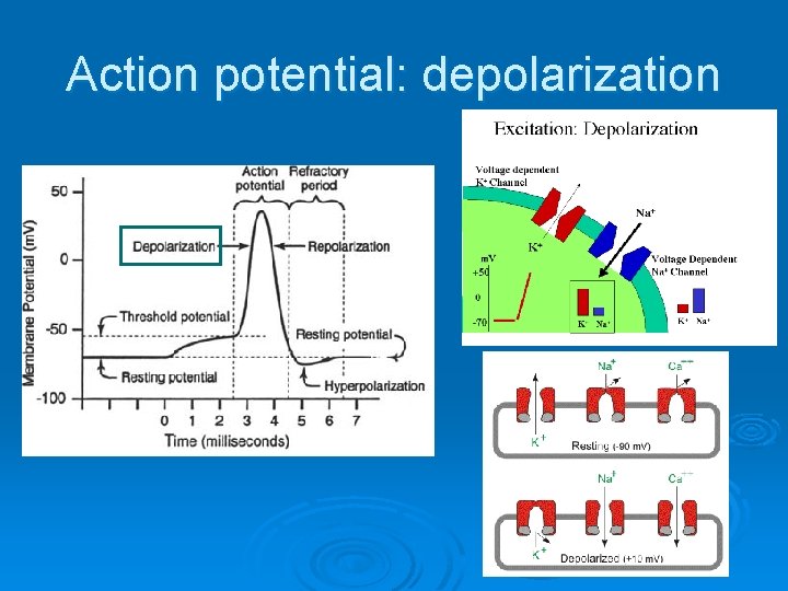 Action potential: depolarization Action potential: depolarization