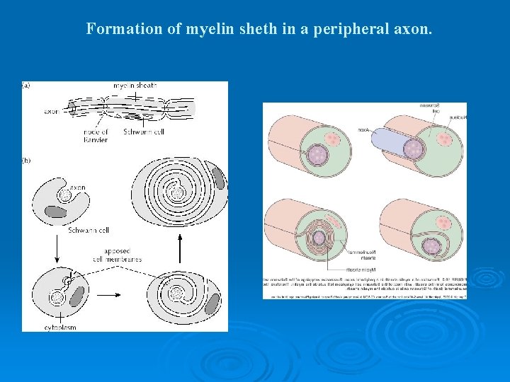 Formation of myelin sheth in a peripheral axon. Formation of myelin sheth in a peripheral axon.