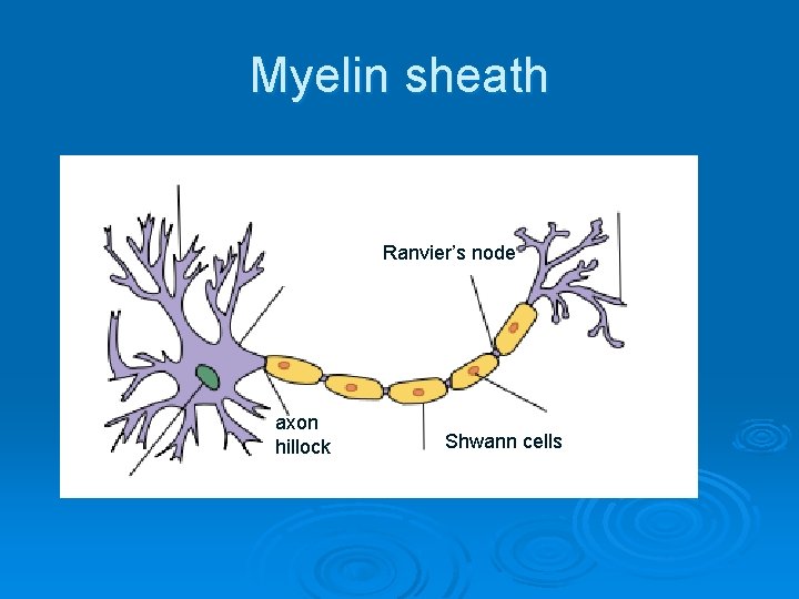 Myelin sheath Ranvier’s node axon hillock Shwann cells Myelin sheath Ranvier’s node axon hillock Shwann cells