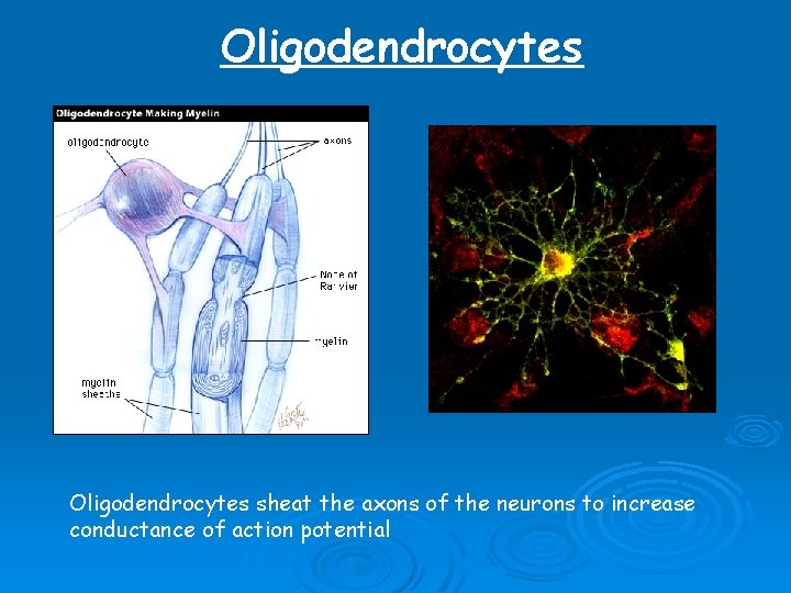 Oligodendrocytes sheat the axons of the neurons to increase conductance of action potential Oligodendrocytes sheat the axons of the neurons to increase conductance of action potential