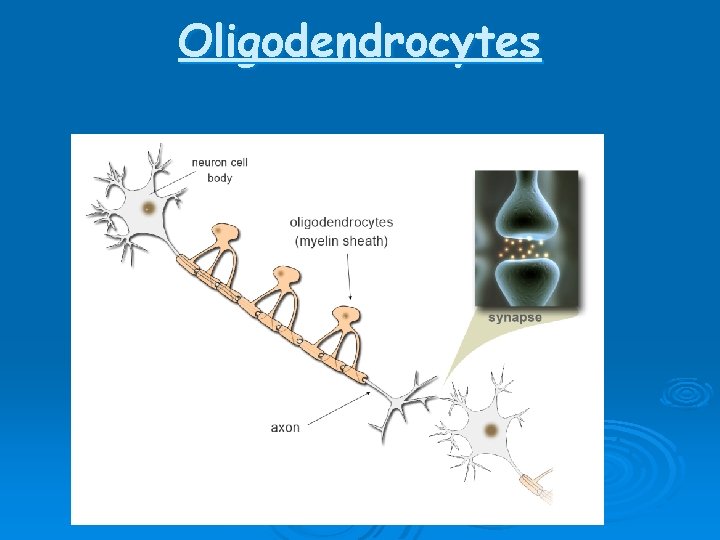 Oligodendrocytes Oligodendrocytes