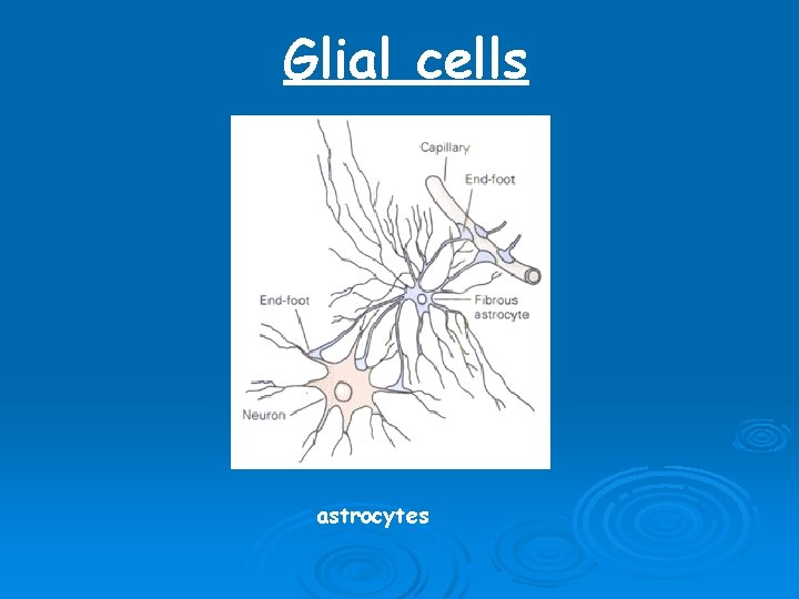 Glial cells astrocytes Glial cells astrocytes