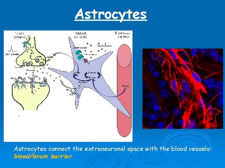Astrocytes connect the extraneuronal space with the blood vessels: blood/brain barrier Astrocytes connect the extraneuronal space with the blood vessels: blood/brain barrier
