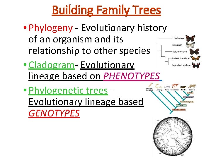 Building Family Trees • Phylogeny - Evolutionary history of an organism and its relationship