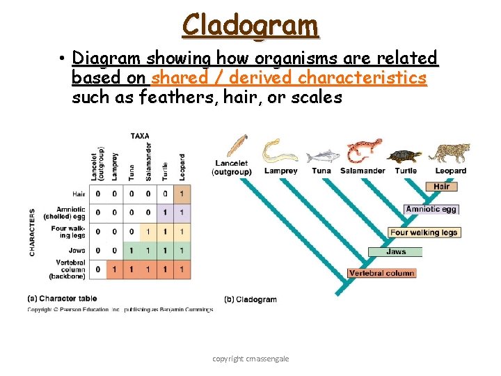 Cladogram • Diagram showing how organisms are related based on shared / derived characteristics