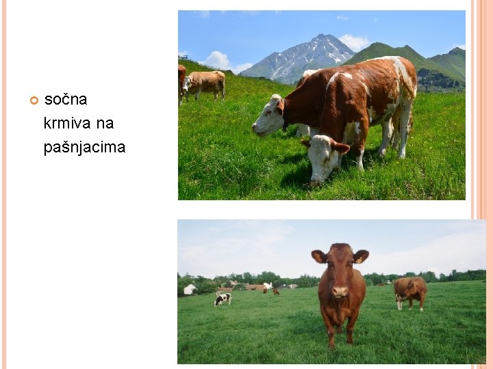  sočna krmiva na pašnjacima 