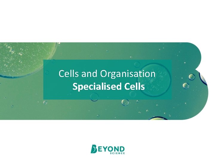 Cells and Organisation Specialised Cells 